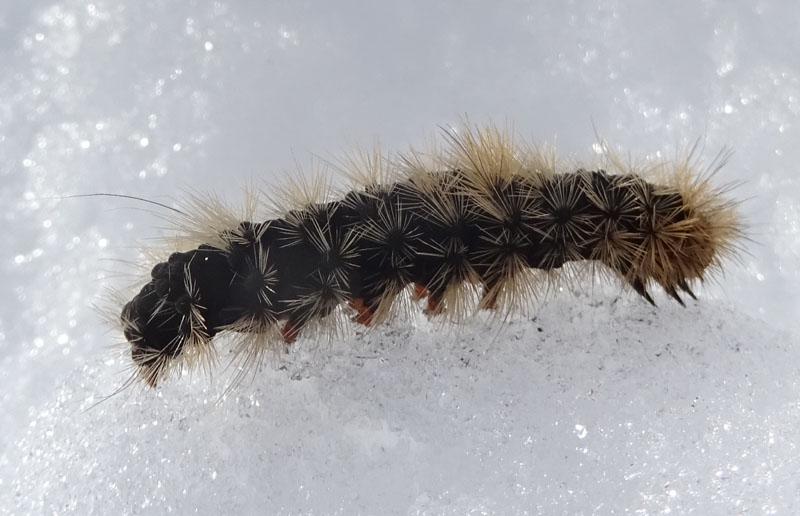 bruco di Arctia villica - Erebidae Arctiinae